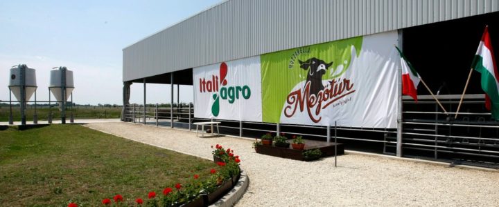 Tejhasznú bivalyok tartására toborozzák a fiatal gazdákat Tejhasznú bivalyok tartására toborozzák a fiatal gazdákat