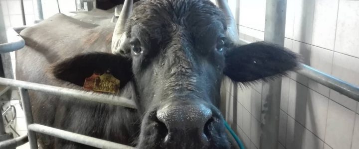 Fókuszban a bivaly, mint megyék közötti összefogás vidékfejlesztési „gyöngyszeme”